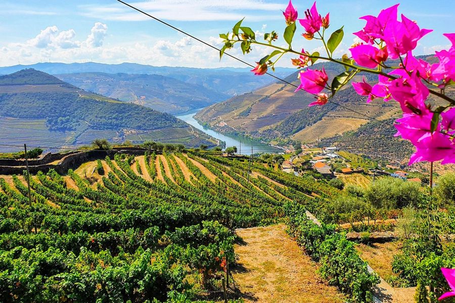 Douro Valley with Two Winery, Boat Trip and Lunch From Porto