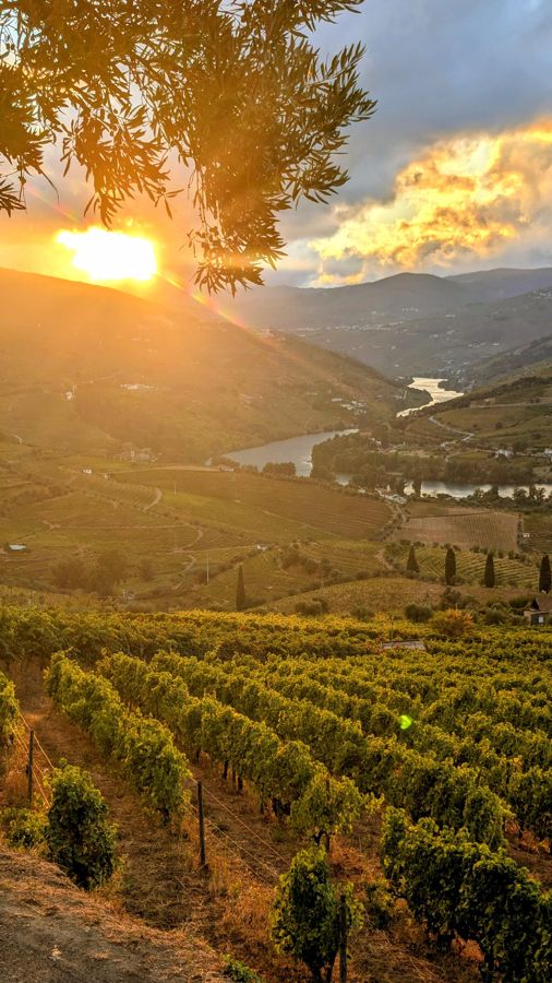 From Porto: 2 Wine Regions, Farm-to-Table Lunch & Boat