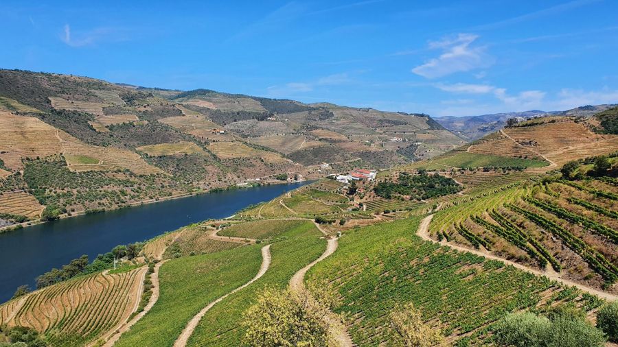 From Porto: Douro Valley Wine Tasting Tour With Hotel Pickup