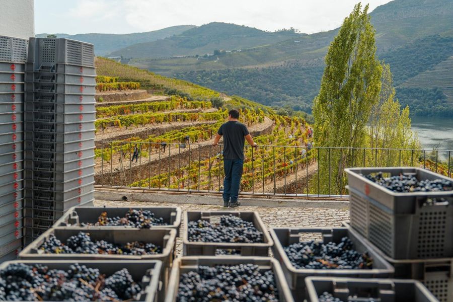 Porto: Douro Valley & Amarante Wine, Food & River Tour