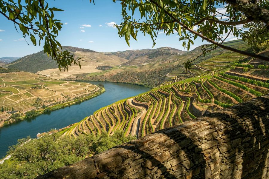 Private Douro Valley Tour: 2 Wineries, Lunch & River Cruise